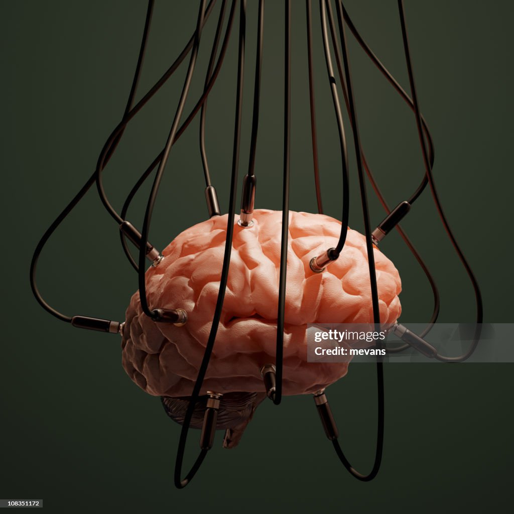 Close-up of animal brain connected with wires