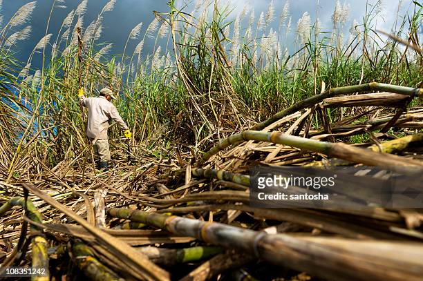 ernten zuckerrohr - sugar cane field stock-fotos und bilder