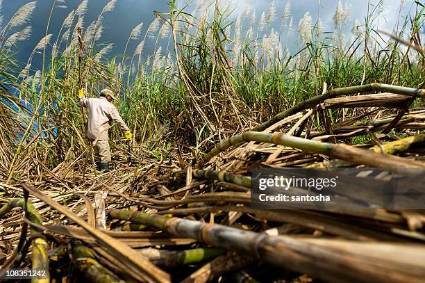 harvesting sugarcane - sugar stockfoto's en -beelden