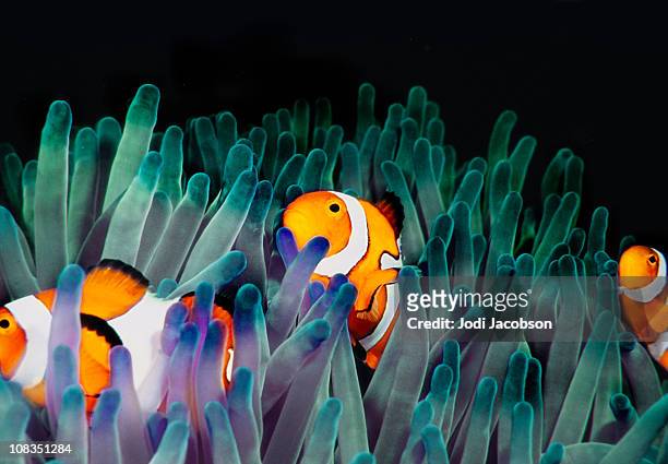 anemonenfisch (amphiprion ocellaris - anemonefish stock-fotos und bilder
