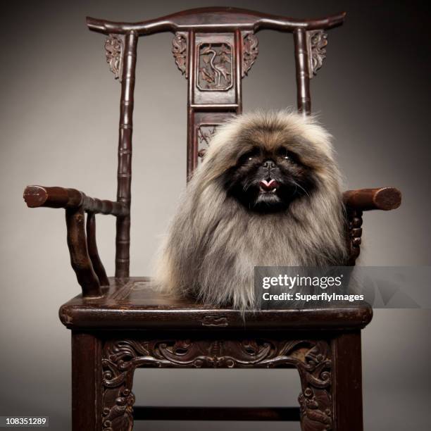 pekingese dog sits on 19th century chair like royalty. - pekingese stock pictures, royalty-free photos & images