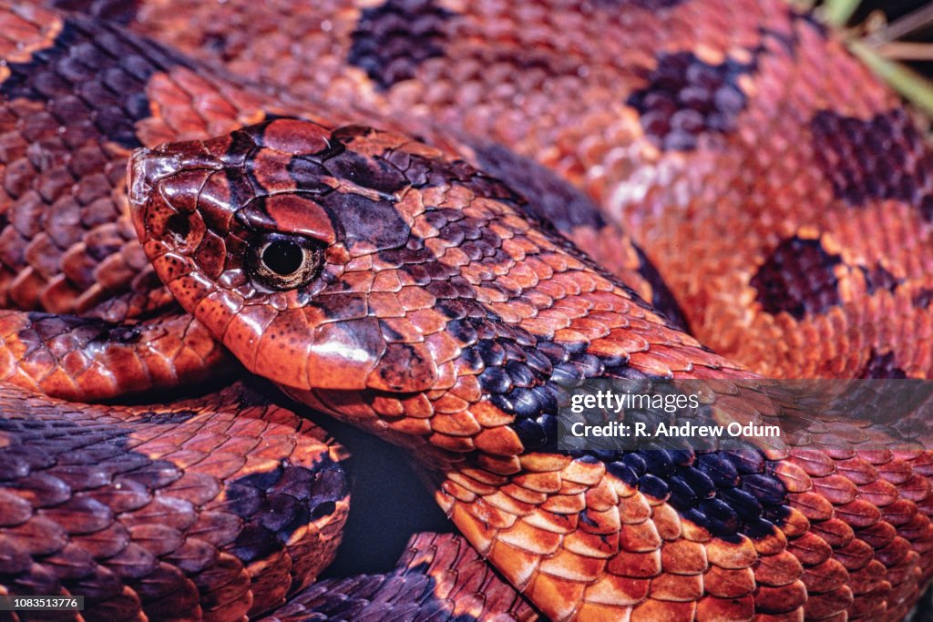 Eastern hognose snake - red phase