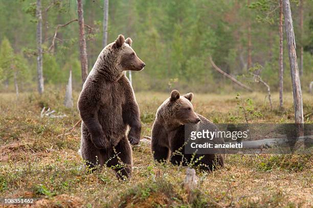 dos marrón bears - brown bear fotografías e imágenes de stock