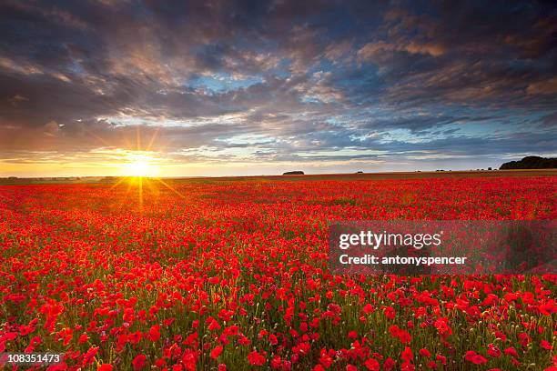 verão poppies ao pôr-do-sol - rolling hills sun - fotografias e filmes do acervo