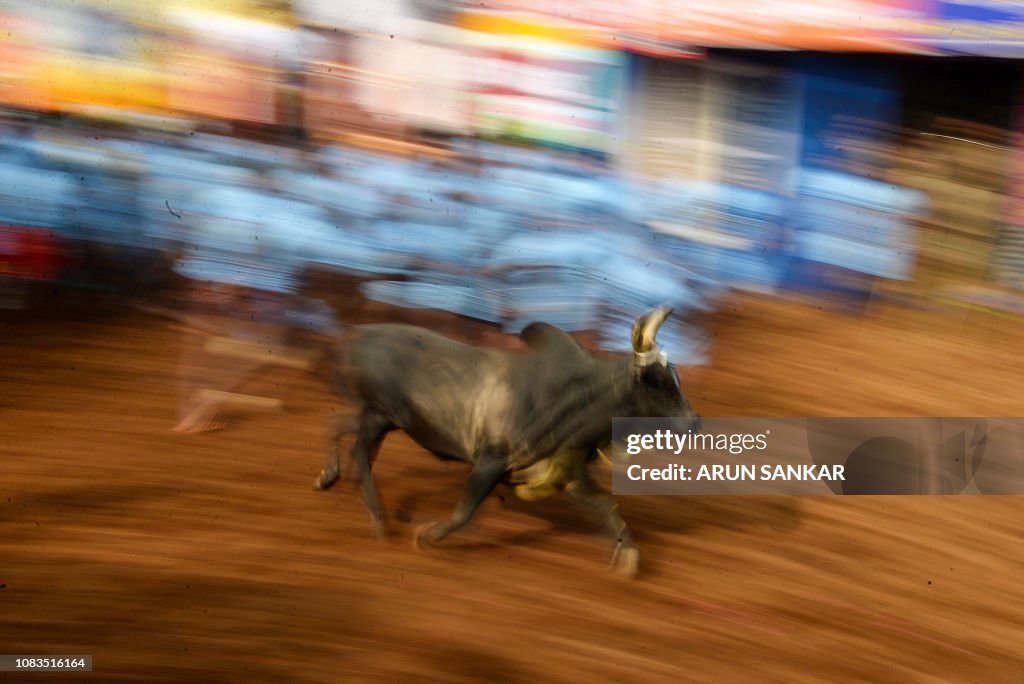 INDIA-ANIMAL-JALLIKATTU-TRADITION