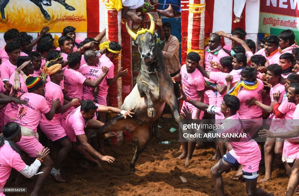 TOPSHOT-INDIA-ANIMAL-JALLIKATTU-TRADITION