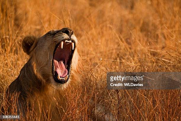 roaring león - lion roar fotografías e imágenes de stock