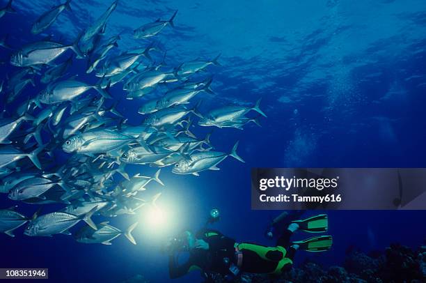 conectores de educación y fotógrafo - coral sea fotografías e imágenes de stock