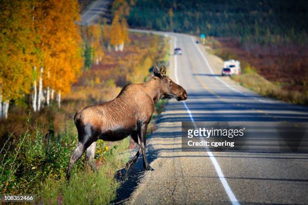 la vida silvestre de cruzar la autopista - alce fotografías e imágenes de stock