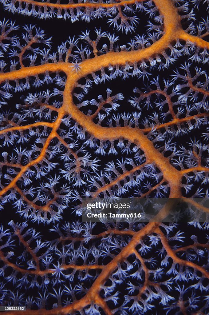Sea Fan close up