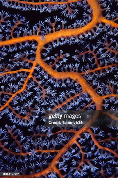 sea fan close up - coral cnidarian stock pictures, royalty-free photos & images