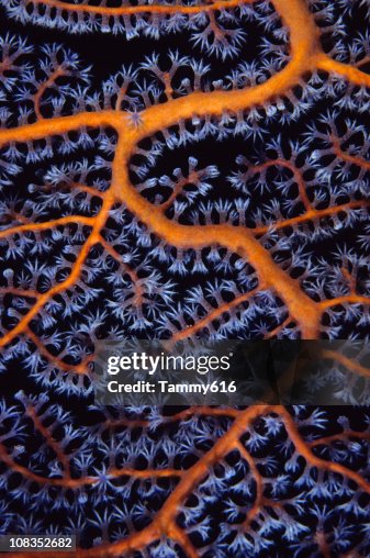 Sea Fan close up Sea Fan close up