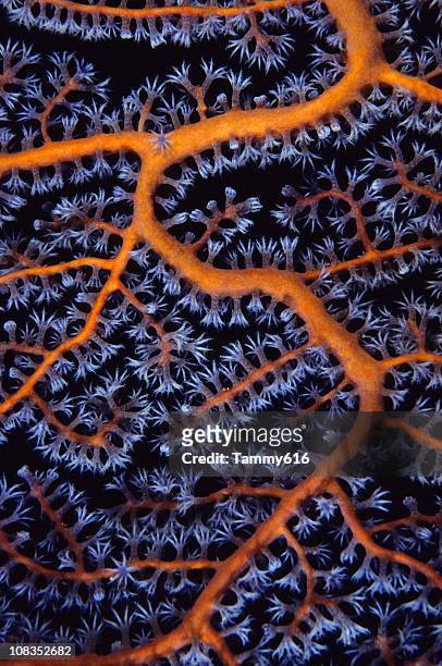 sea fan close up - coral cnidarian 個照片及圖片檔