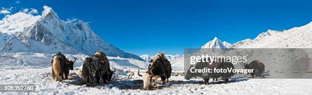 yaks in high altitude snow mountain summits panorama himalayas nepal - yak stockfoto's en -beelden