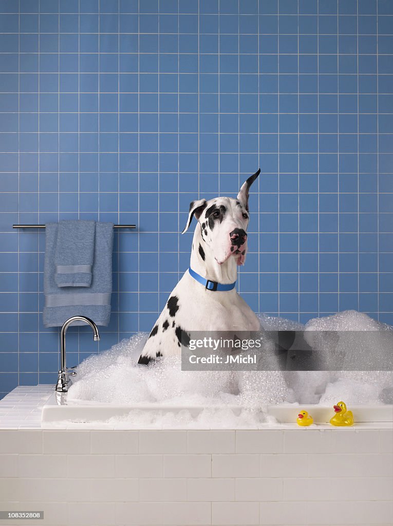 Great dane getting a bath with blue tile in background.