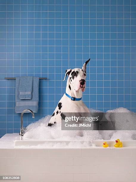 cão dinamarquês s'um banheiro com azulejos azuis ao fundo. - banhar - fotografias e filmes do acervo