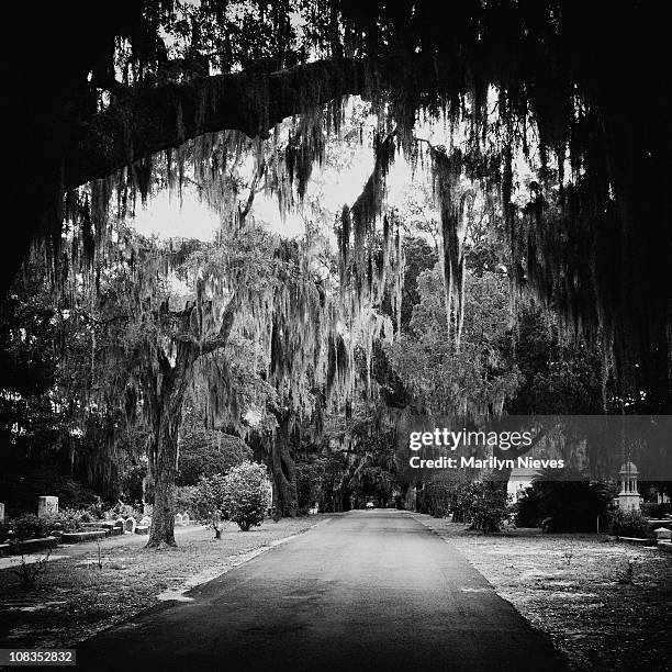 cemitério em savannah - savannah imagens e fotografias de stock