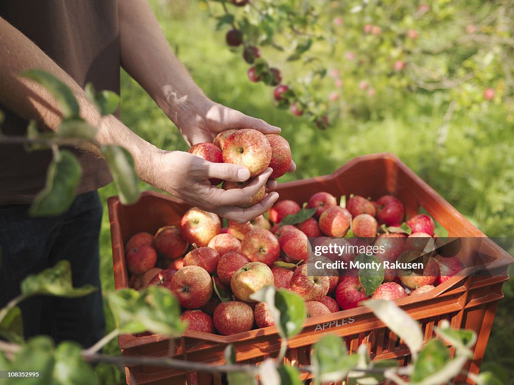 Farmer holds apples in orchard
