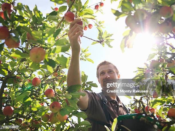 farmer picking apples in orchard - picking harvesting stock-fotos und bilder