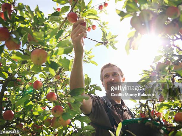 farmer picking apples in orchard - fruktträdgård bildbanksfoton och bilder
