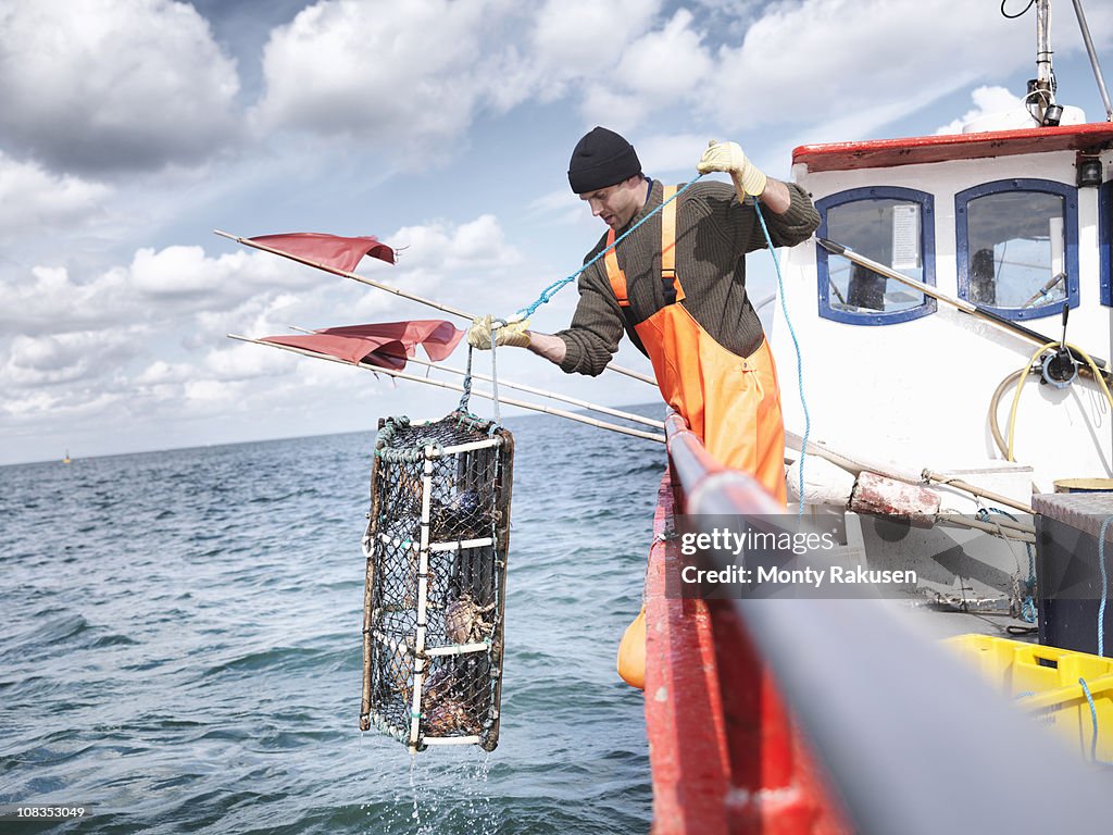 Fisherman pulling lobster pot with crabs