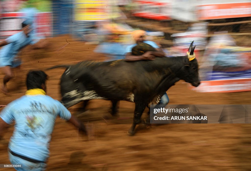 INDIA-ANIMAL-JALLIKATTU-TRADITION