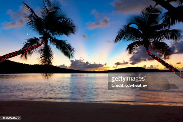 christmas palm trees at sunset on a caribbean beach - caribbean christmas 個照片及圖片檔