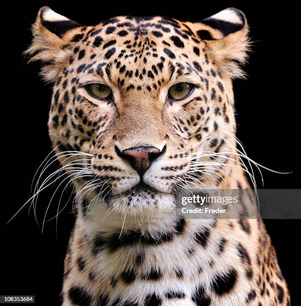 leopard - leopard face stockfoto's en -beelden