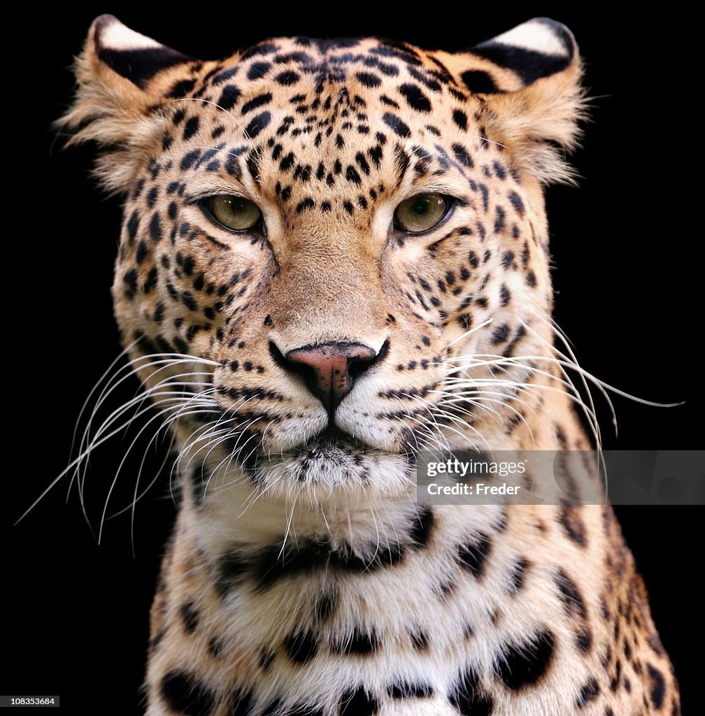 It Leopard Leopard High-Res Stock Photo - Getty Images