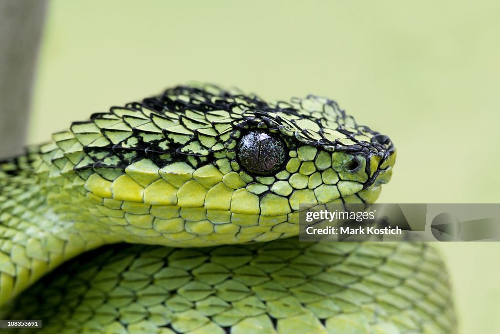 Female Sedge Viper