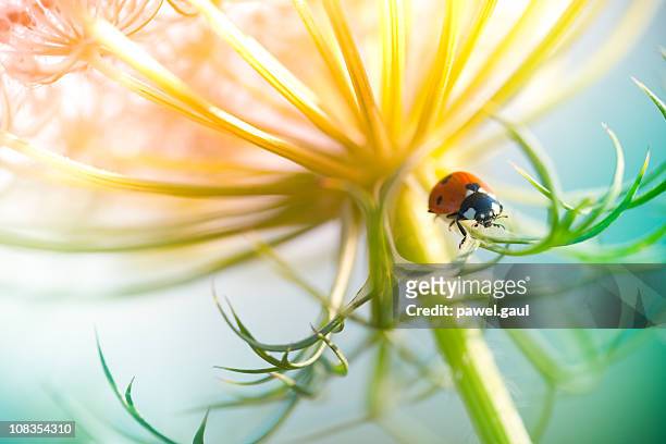 marienkäfer sitzt auf wildblumen im sonnenuntergang - ladybug stock-fotos und bilder