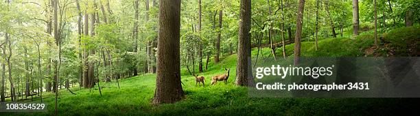 due cervi nella foresta - animale selvatico foto e immagini stock