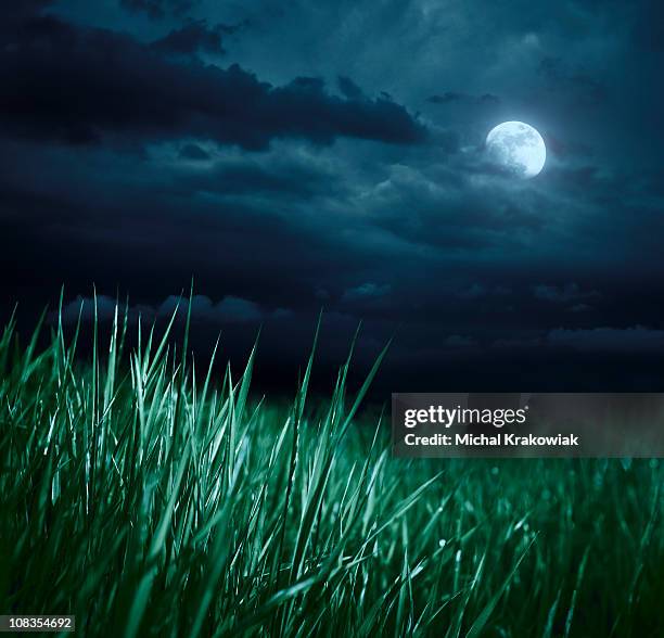 meadow at night - maanlicht stockfoto's en -beelden