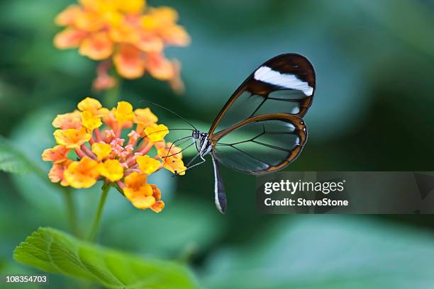 schmetterling greta oto glasswing - butterflies in the stomach stock-fotos und bilder