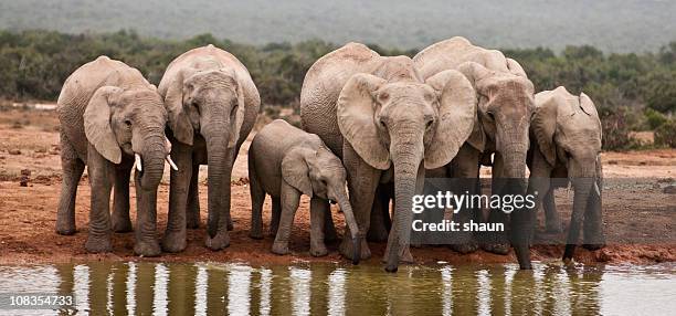 afrikanische elefanten - afrikanischer elefant stock-fotos und bilder