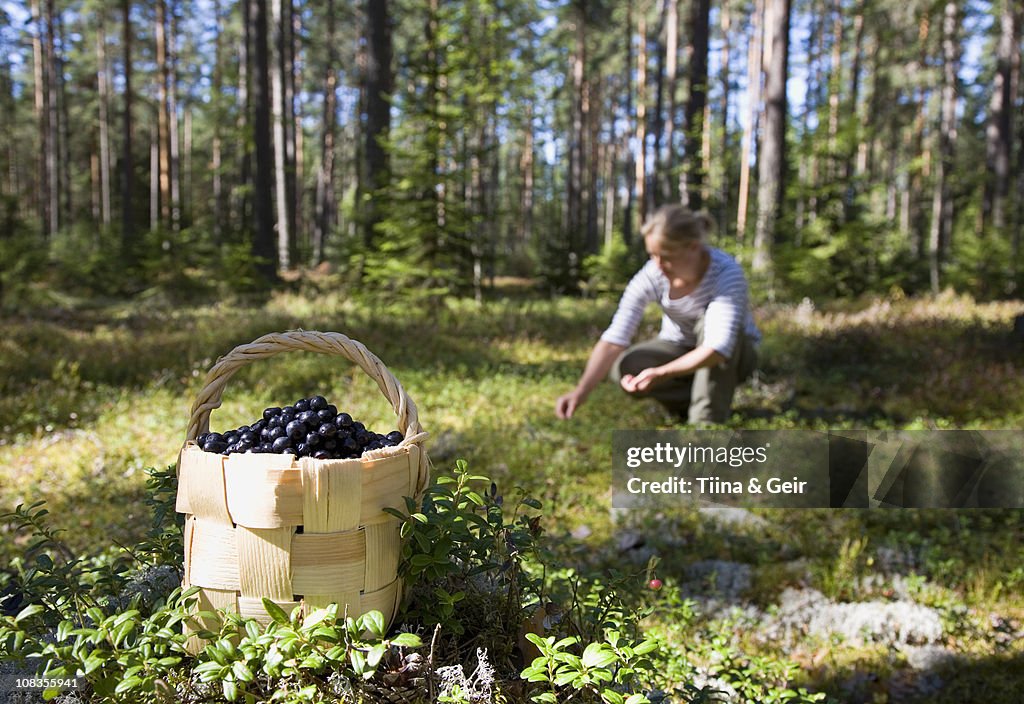 Woman picking berries in forest