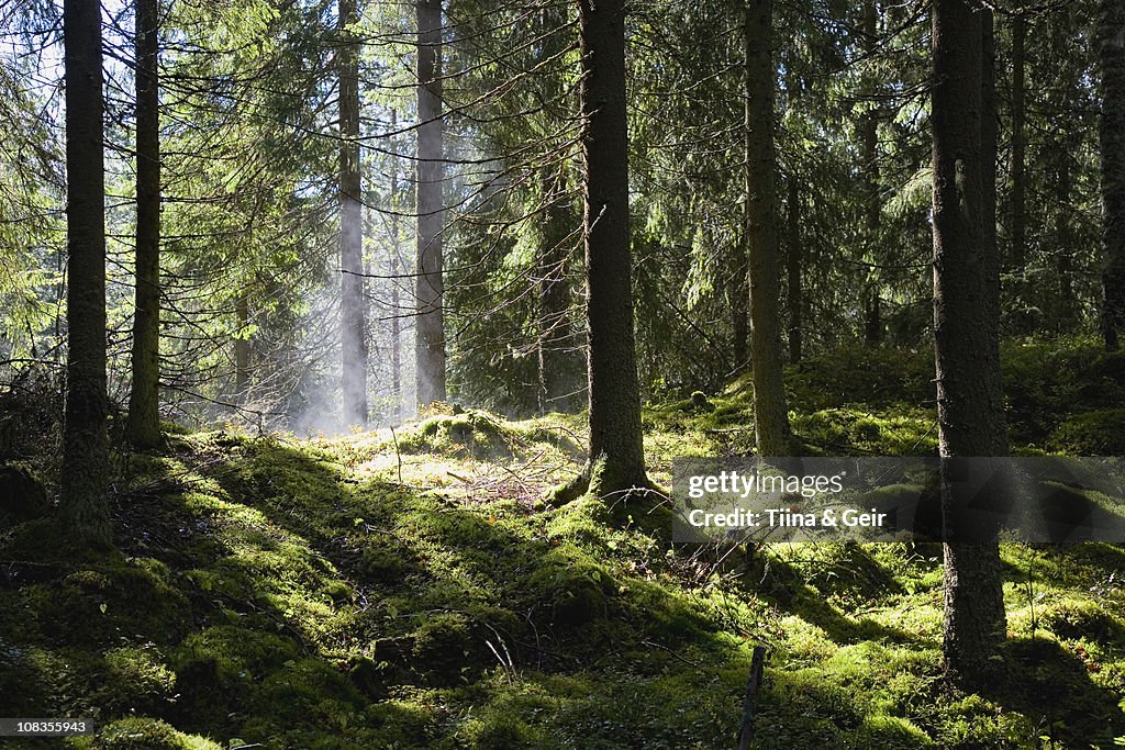 Lush green forest after rain-shower