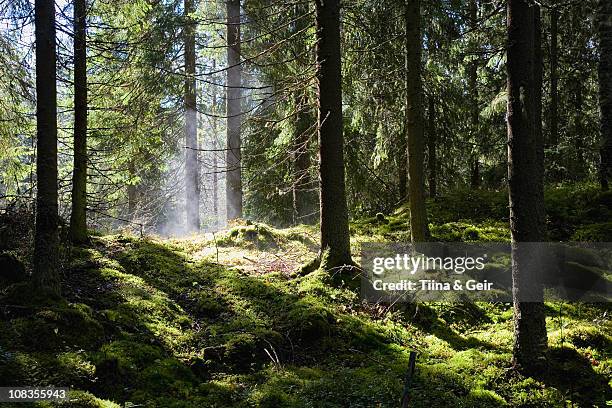 lush green forest after rain-shower - finland forest stock pictures, royalty-free photos & images