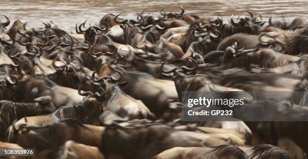 wildebeest moving - op hol slaan stockfoto's en -beelden