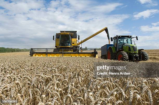 combine harvester unloading  wheat - mähdrescher stock-fotos und bilder