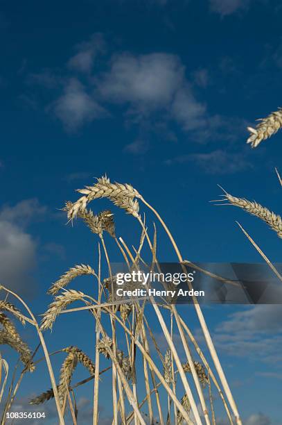 wheat in field - low angle view of wheat growing on field against sky fotografías e imágenes de stock