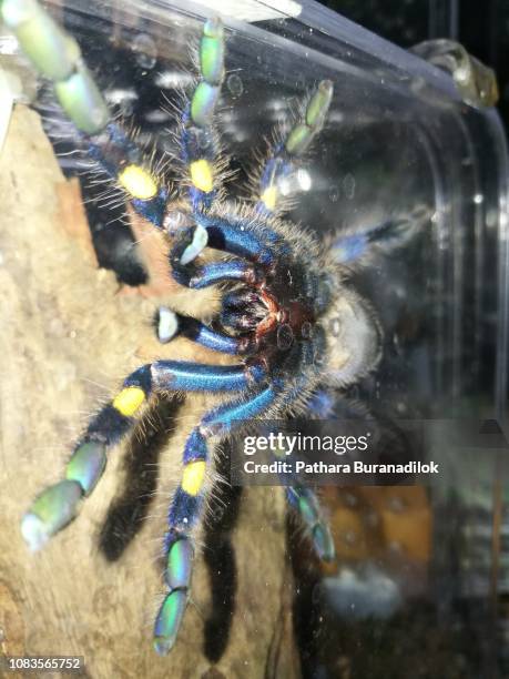 Gooty Rk Gooty Photos and Premium High Res Pictures - Getty Images
