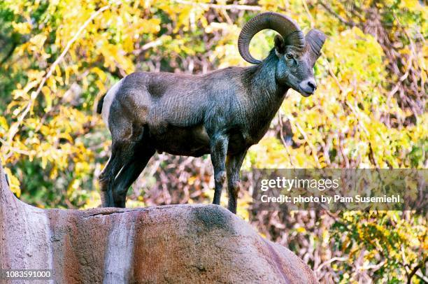 bighorn sheep ram standing on rock - los angeles zoo stock pictures, royalty-free photos & images