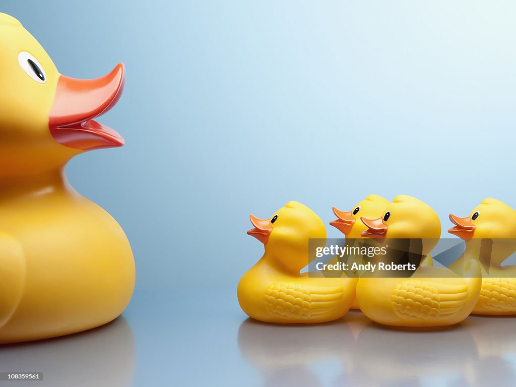 Mother rubber duck and several rubber ducklings