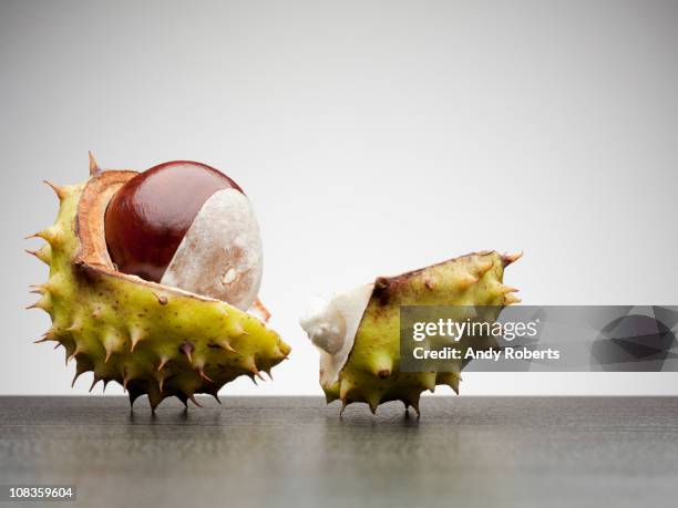 close up of broken horse chestnut - horse chestnut photos et images de collection