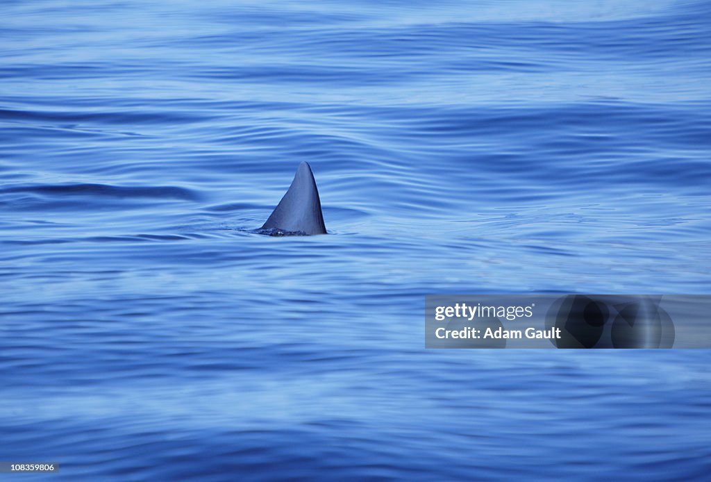Shark swimming in ocean water