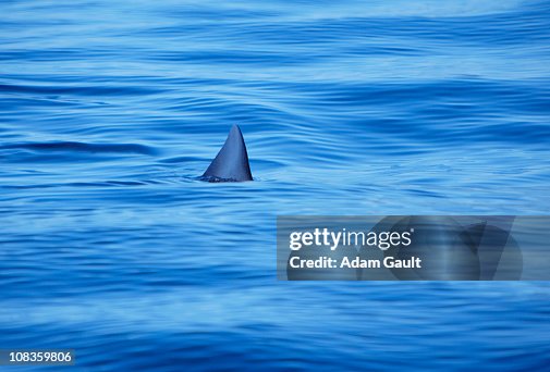 Shark swimming in ocean water Shark swimming in ocean water