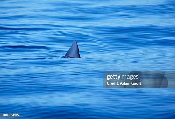 shark swimming in ocean water - basking shark 個照片及圖片檔