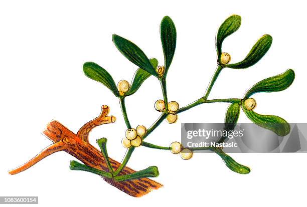 viscum album, allgemein bekannt als europäische mistel, gemeinsame mistel oder einfach als mistel - mistletoe stock-grafiken, -clipart, -cartoons und -symbole