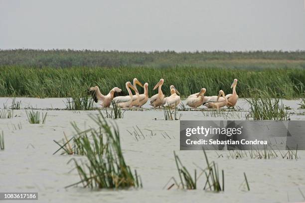 pelican(pelecanus onocrotalus) colony in danube delta, romania - beautiful blue danube stock pictures, royalty-free photos & images